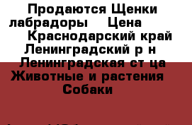 Продаются Щенки лабрадоры  › Цена ­ 10 000 - Краснодарский край, Ленинградский р-н, Ленинградская ст-ца Животные и растения » Собаки   